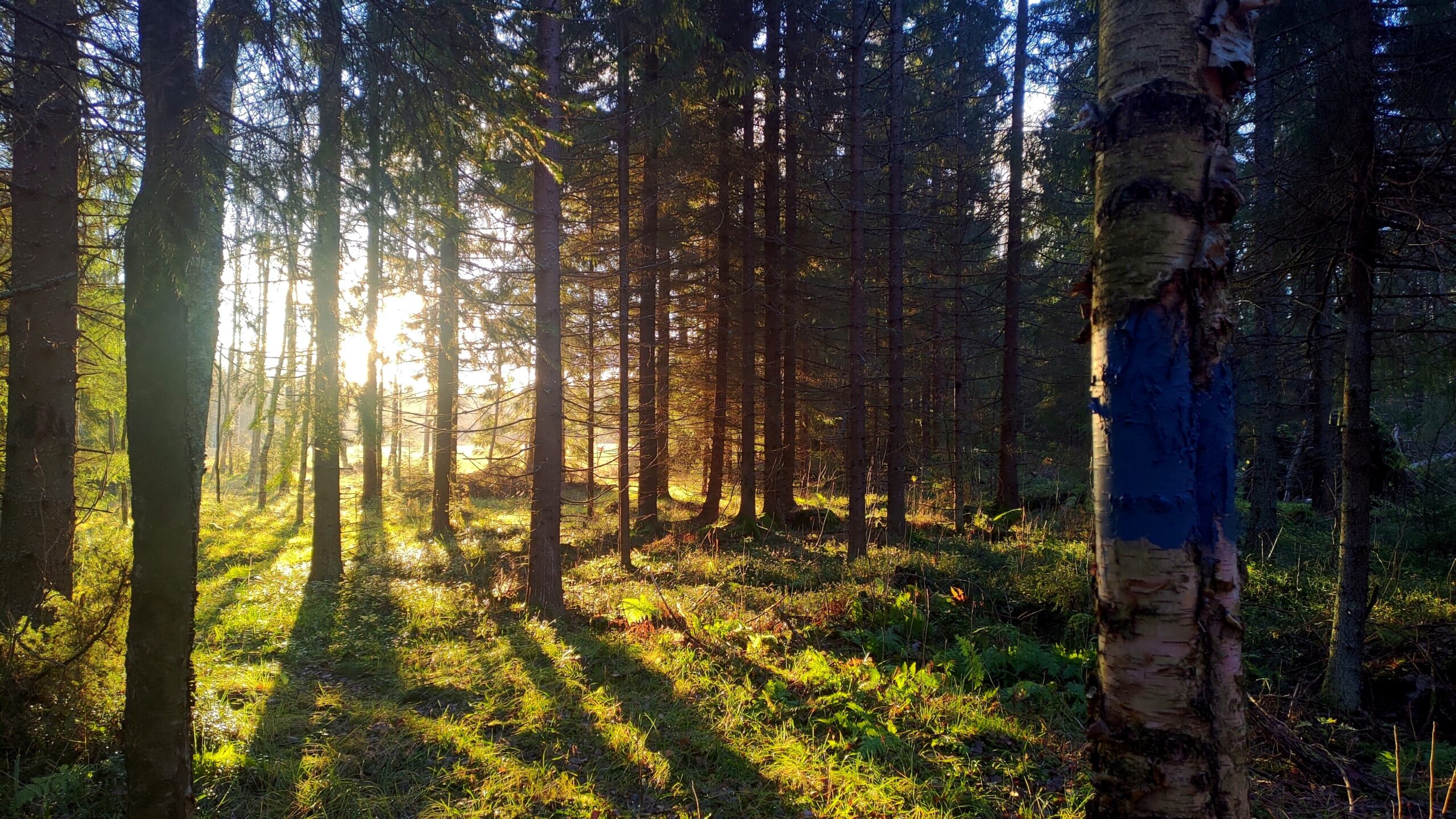 Dagsvandring längs Paalijärvi vandringsled featured image