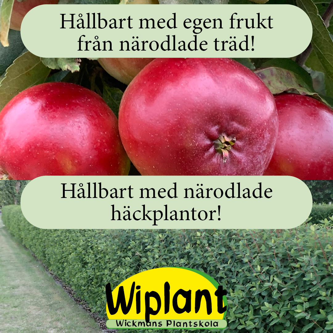 Hållbarhetsvecka med närodlade Fruktträd och häckplantor. featured image