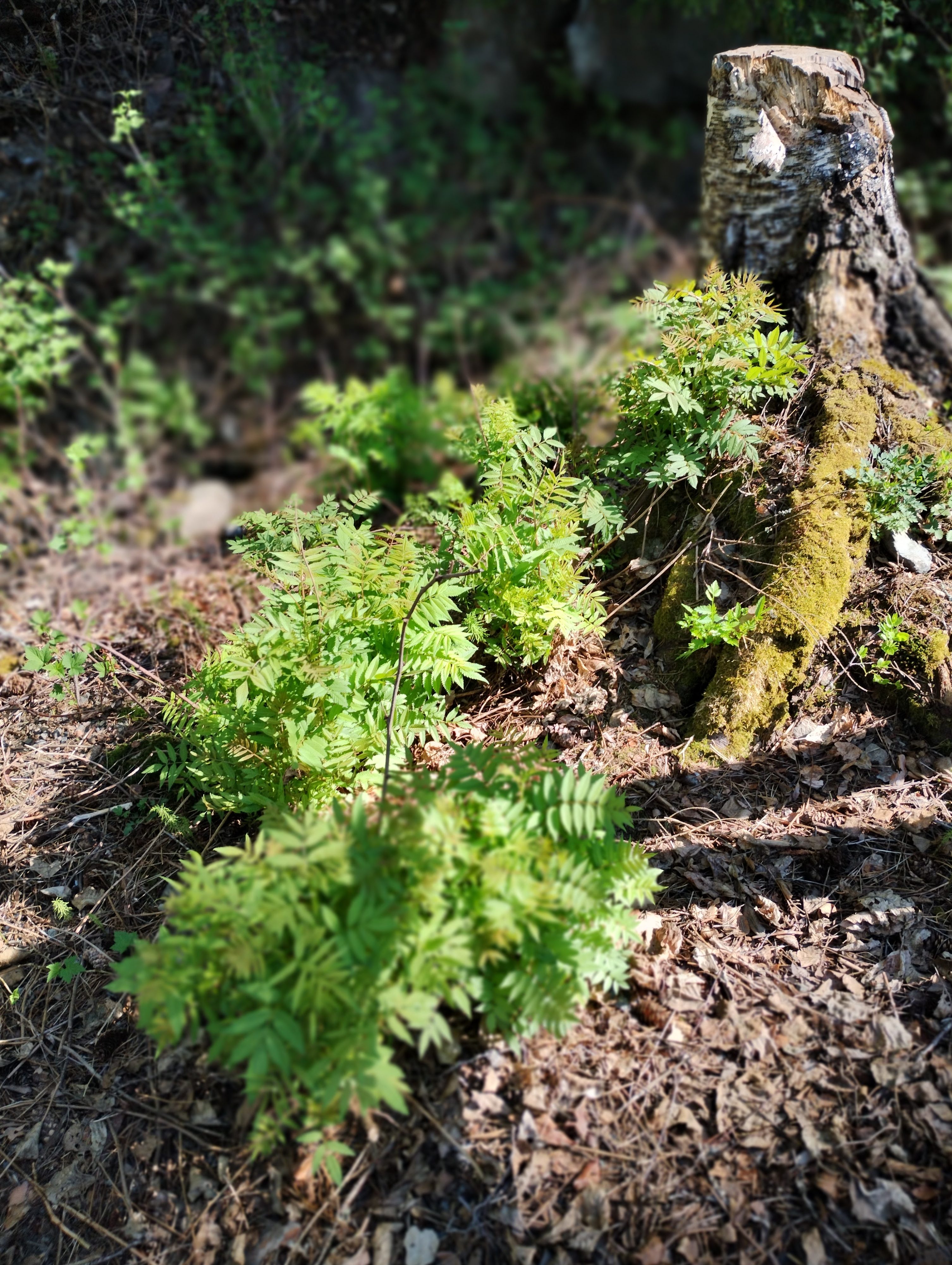 Lehtometsän hoitotalkoot featured image