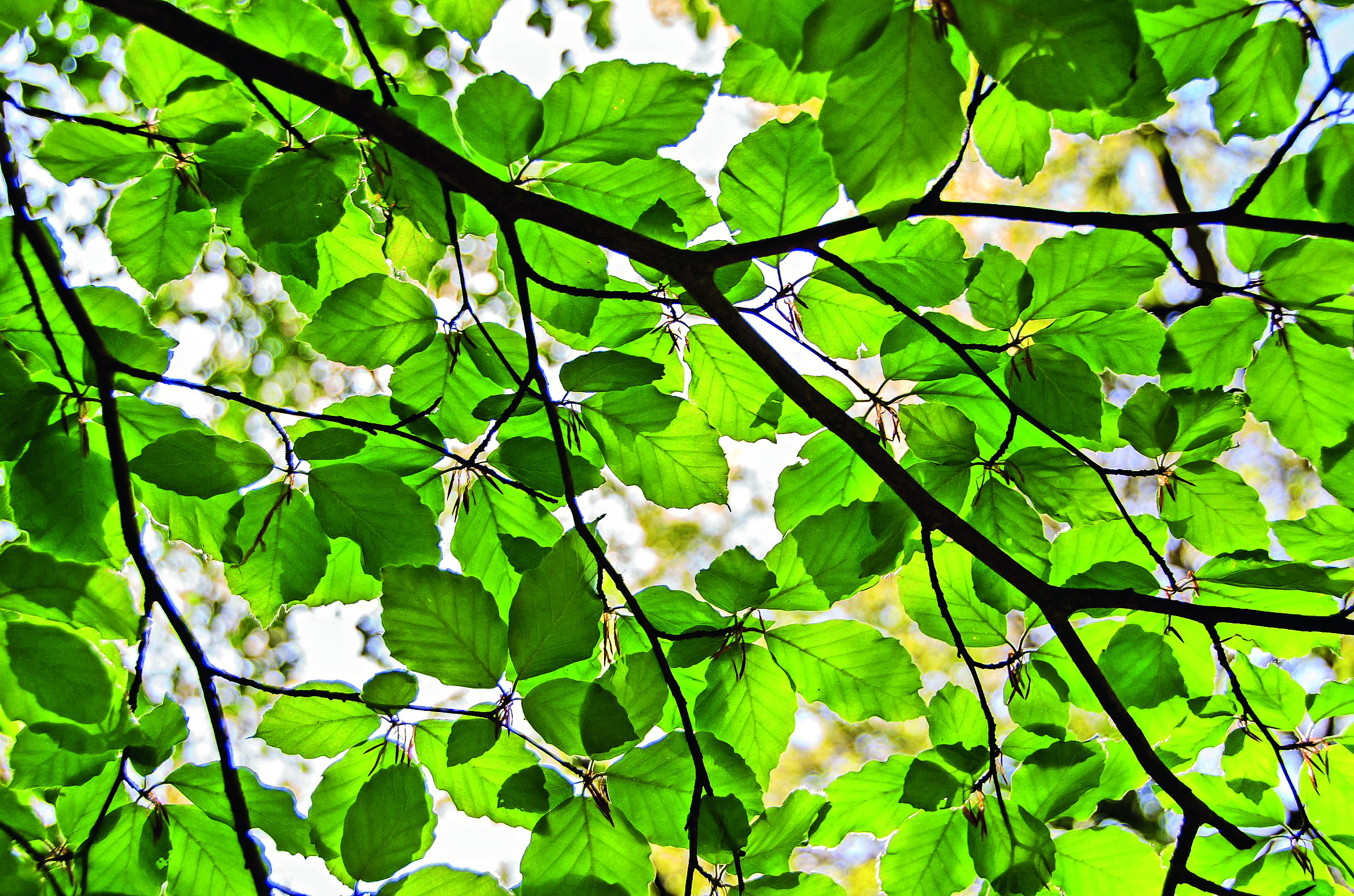 Kestävä kehitys: Agenda 2030 – matkalla kohti kestävämpää huomista featured image