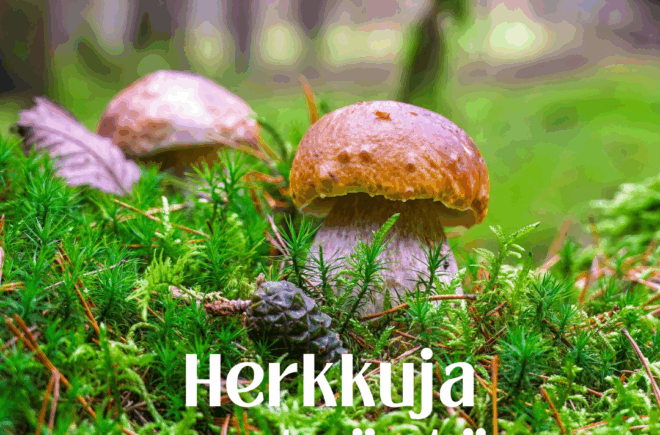 Herkkuja metsästä -sieniretki featured image