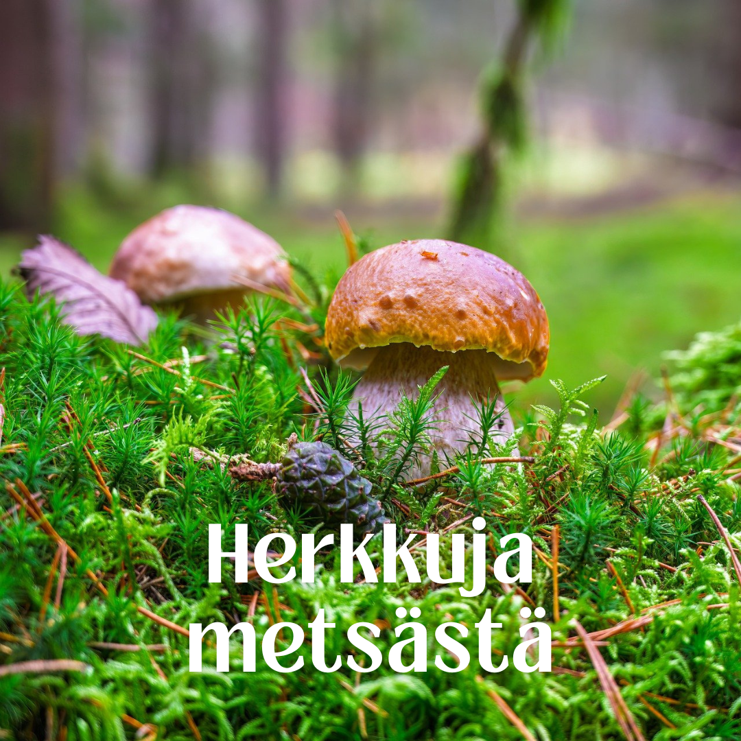 Herkkuja metsästä -sieniretki featured image