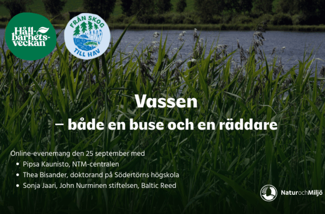 Vassen – både en buse och en räddare featured image