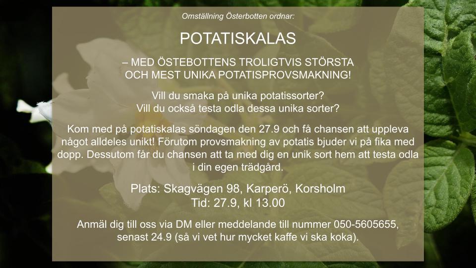 Potatiskalas! featured image