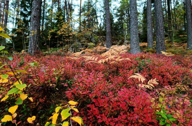 Terveysmetsä-kävely featured image