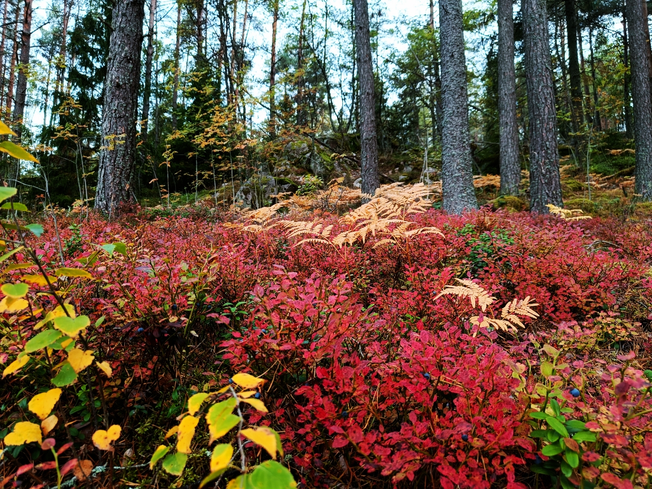 Terveysmetsä-kävely featured image