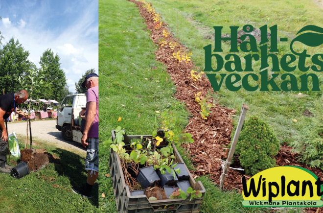 Hållbara växtval till Din trädgård featured image
